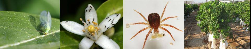 Pezothrips kellyanus in citrus flower - Anystidae preying P.kellyanus larva - Table grape vineyards