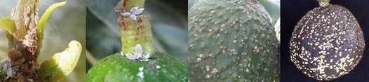 Gradual degradation of an avocado fruit due to pest invasion